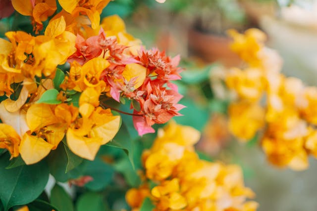 Colorful bougainvillea flowers in bloom