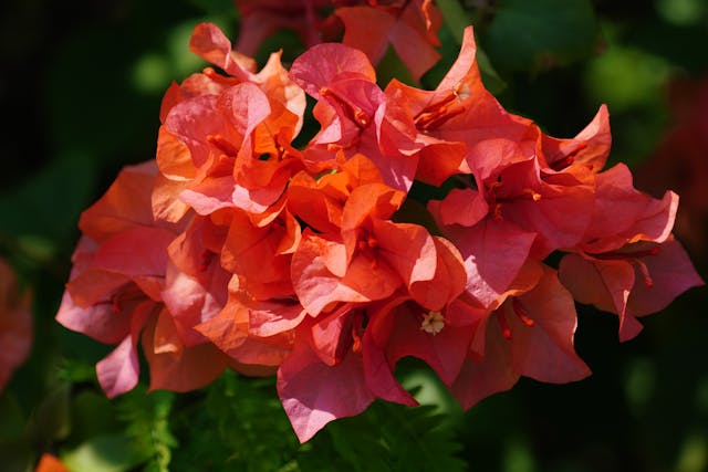 Vibrant orange bougainvillea flowers blooming