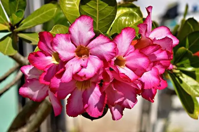 Pink flowers with green leaves
