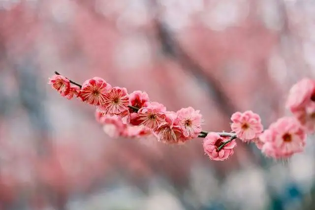 Delicate pink cherry blossoms on a branch, symbolizing spring's arrival with soft pastel hues.