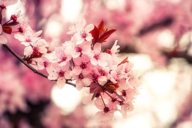 Delicate pink cherry blossom flowers