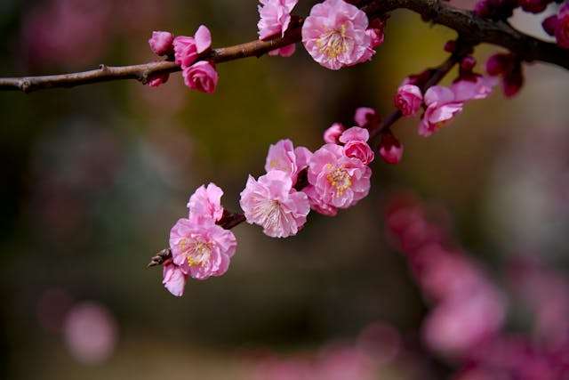 Close-up of delicate pink cherry blossoms on a branch, showcasing nature's beauty.