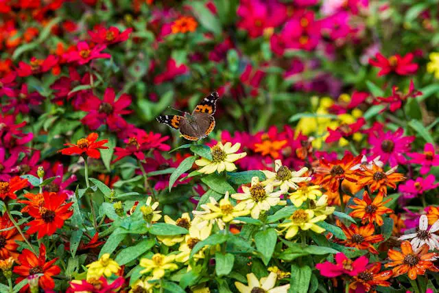 Butterfly among vibrant colorful flowers.