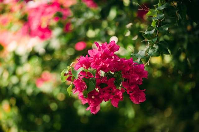 Vibrant pink bougainvillea flowers blooming