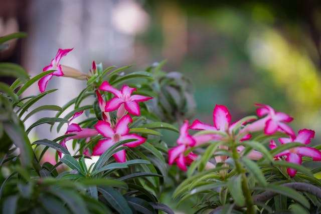 Pink flowers with green leaves.