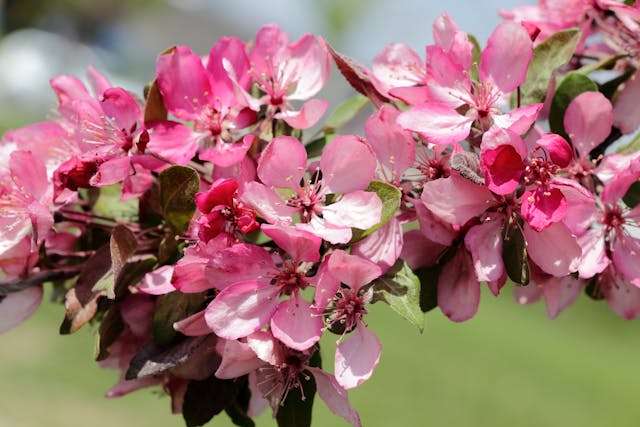 Pink flowers blooming on a branch