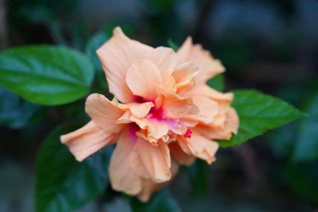 Vibrant peach hibiscus flower.