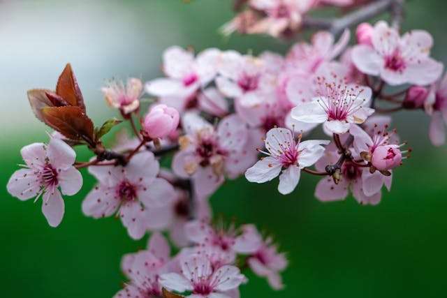 Delicate pink cherry blossom flowers