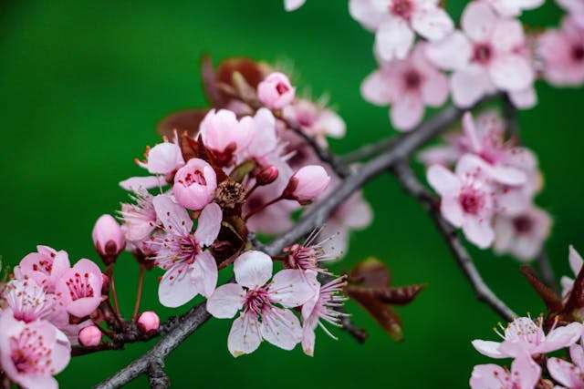 Delicate pink cherry blossom flowers