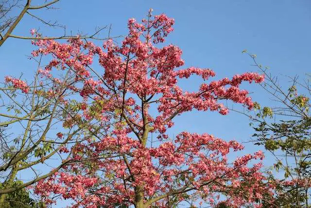 Vibrant pink flowering tree against blue sky