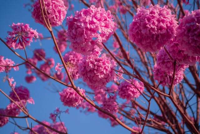 Pink flowers against a blue sky