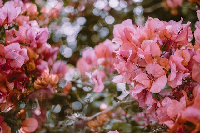 Pink bougainvillea flowers in bloom