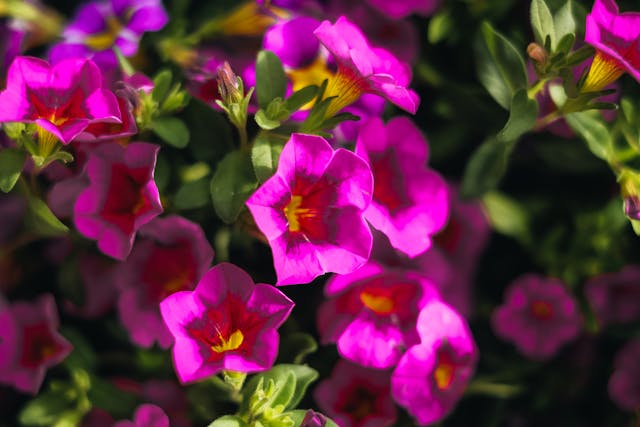 Vibrant pink flowers in full bloom