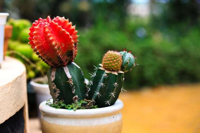 Colorful cacti in a pot