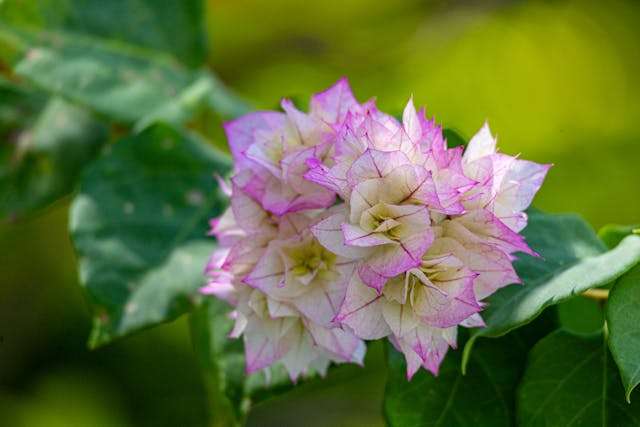 Pink and white bougainvillea flowers