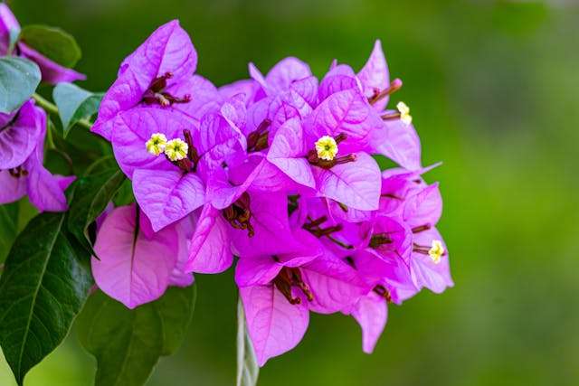 Vibrant purple bougainvillea flowers blooming