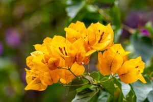 Vibrant yellow bougainvillea flowers blooming.