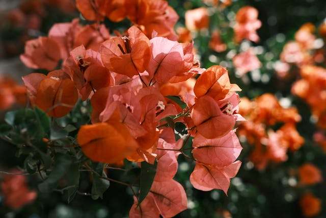 Vibrant orange bougainvillea flowers blooming.