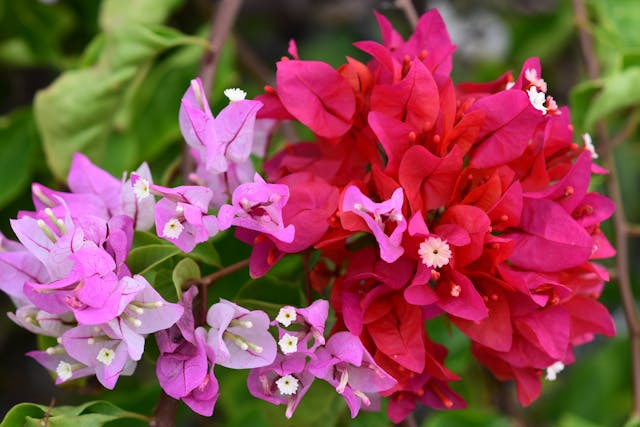 Colorful bougainvillea flowers in bloom