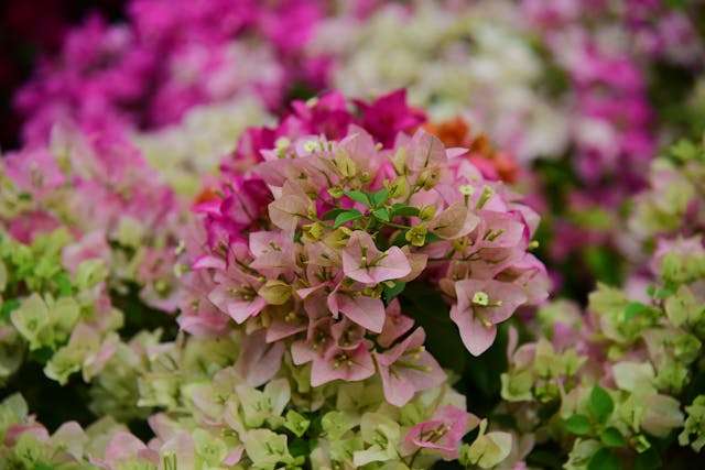 Clusters of colorful Bougainvillea flowers in pink and purple hues, showcasing vibrant nature beauty.
