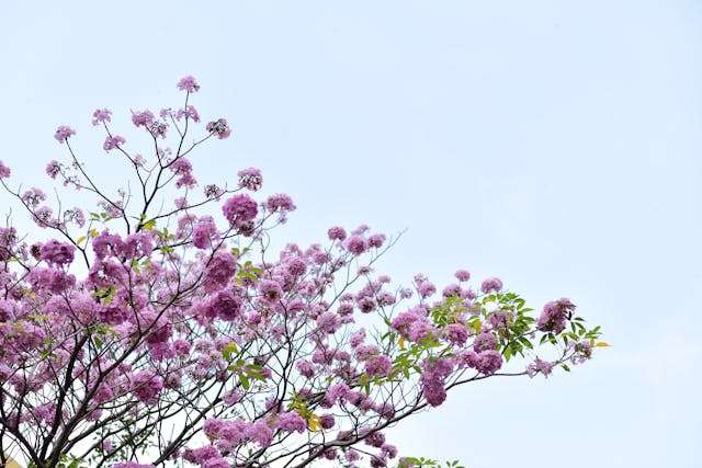 Vibrant pink blossoms of a tree contrasting with a clear blue sky.
