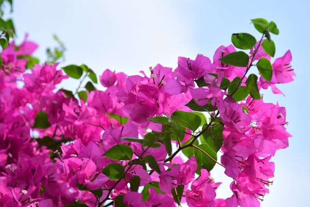 Vibrant pink bougainvillea flowers blooming