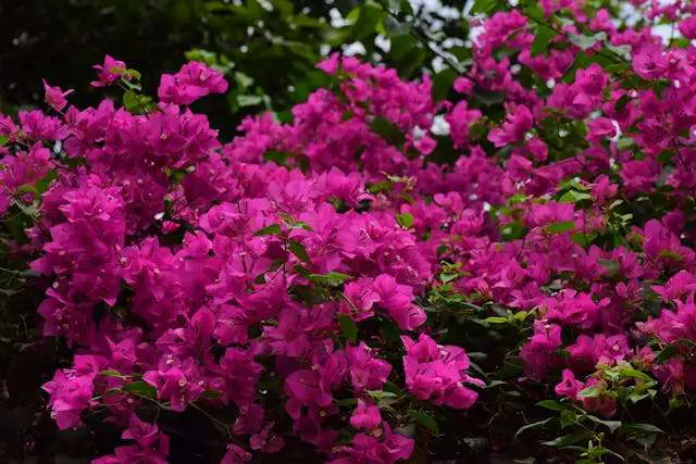 Vibrant pink bougainvillea flowers blooming.