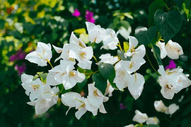White flowers among green foliage
