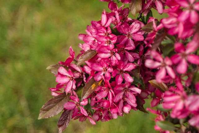 Vibrant pink flowers in bloom.