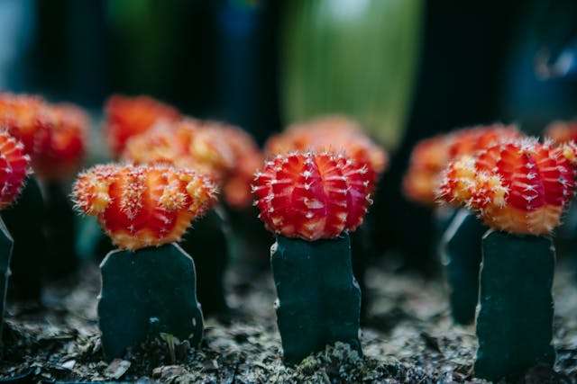 Colorful cacti with vibrant red tops