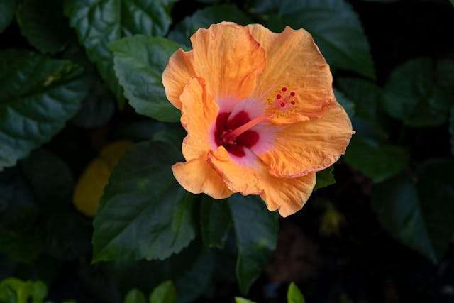 Close-up of a orange hibiscus flower.