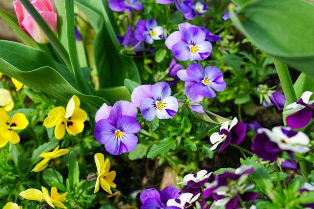 Colorful flowers in a garden bed.