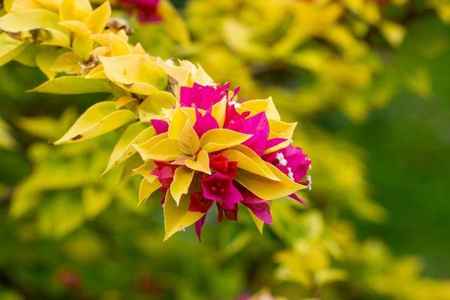 Colorful flowers with vibrant foliage