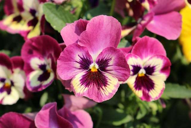 Vibrant purple and yellow flowers blooming.