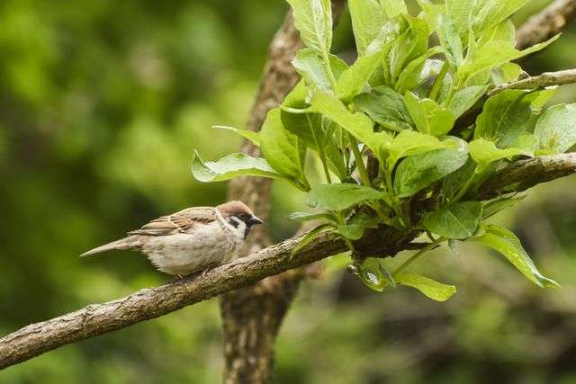 A sparrow perched on a tree branch amidst lush green foliage in a garden.