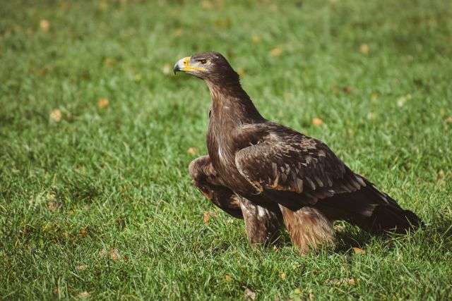 Close-up of a majestic golden eagle standing in a grassy field.