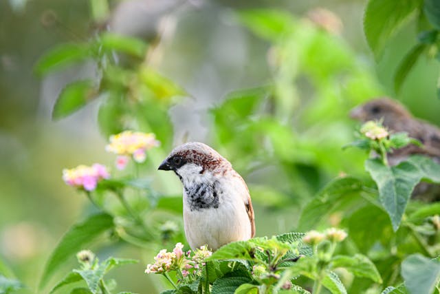 A close-up of a house sparrow sitting on a small flower in a lush garden setting.