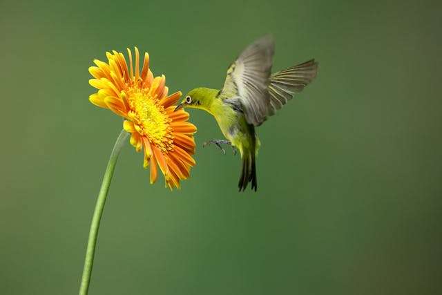 Hummingbird hovers delicately, feeding on a vibrant orange daisy flower in a serene natural setting.