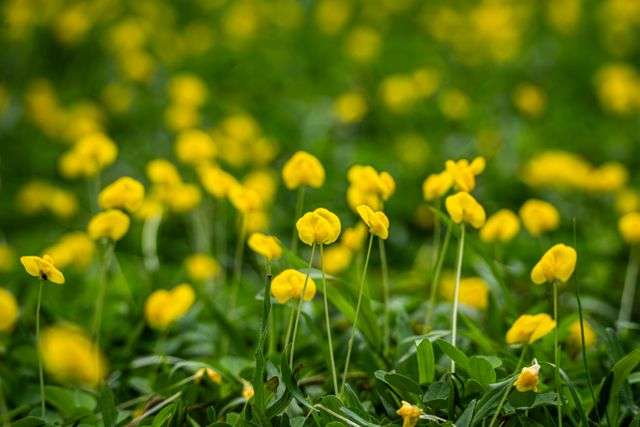 Field of vibrant yellow flowers.