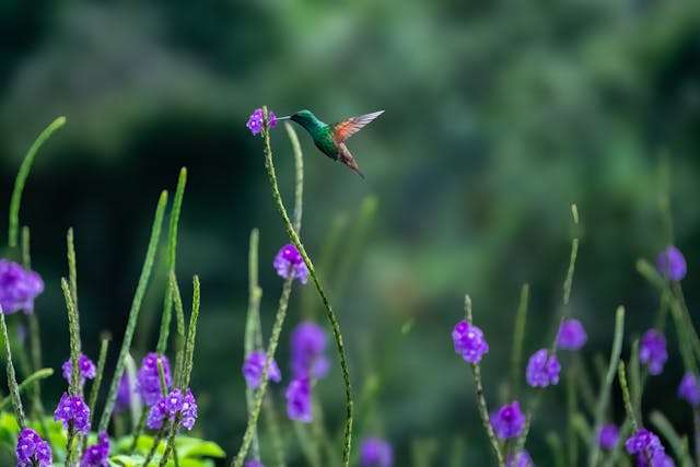 Hummingbird feeding on purple flowers.