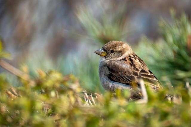 Small bird perched among greenery.