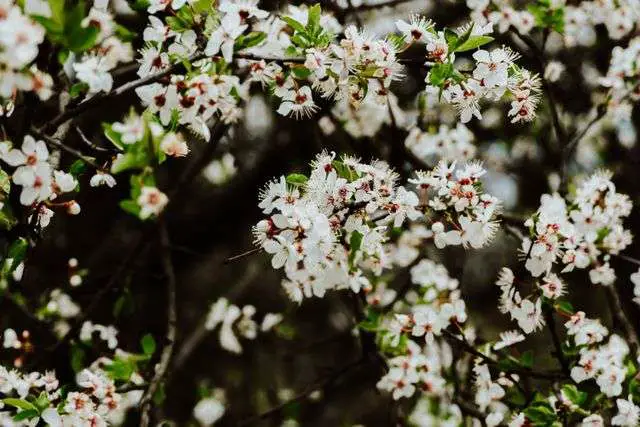 Blooming white flowers on branches