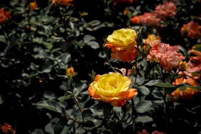 Close-up of blooming yellow and orange roses in a garden.