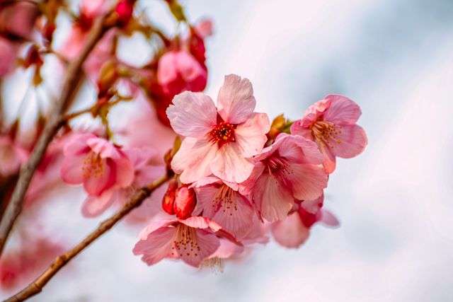 Delicate pink cherry blossom flowers
