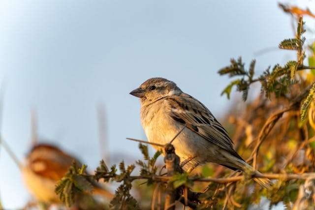 Bird perched on a branch.