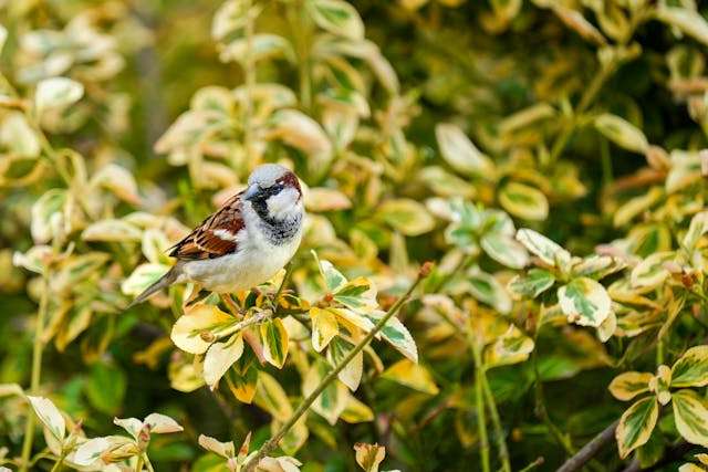 Close-up of a house sparrow perched on a variegated bush in a natural setting.