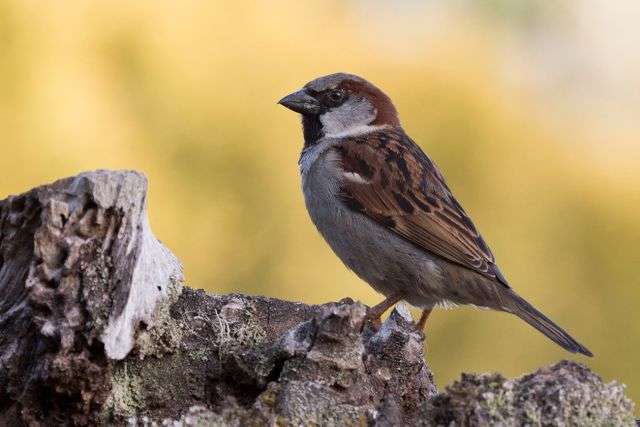 Sparrow perched on a tree stump.