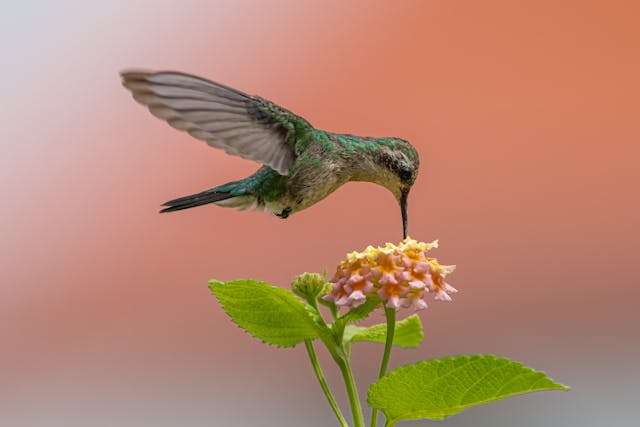 Hummingbird feeding on vibrant flower.