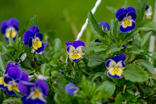 Vibrant purple and yellow flowers