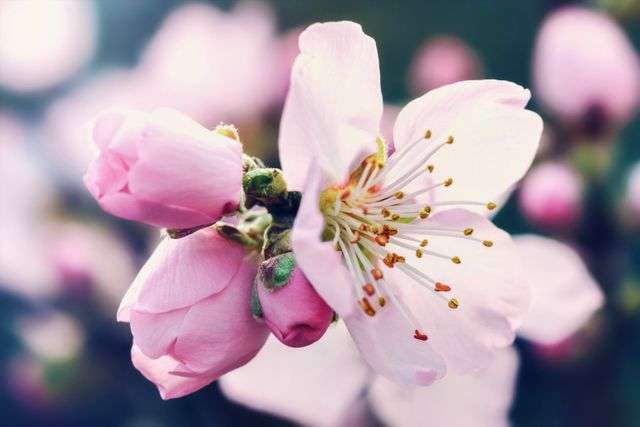Delicate pink cherry blossom flowers